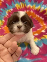 Elsa CKC, a female Shih Tzu for sale in Bedford, IN – 1 of 7