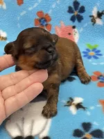 Rilee CKC, a female Shihpoo for sale in Bedford, IN – 6 of 6