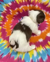 Demi CKC, a female Shih Tzu for sale in Bedford, IN – 6 of 6