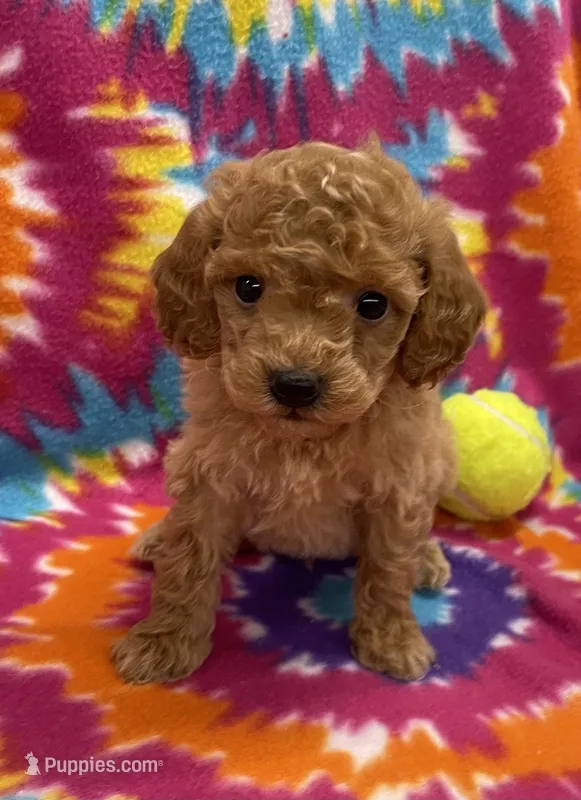 Ziggy mini – Miniature Goldendoodle puppy for sale in Bedford, IN