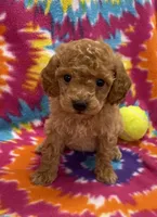 Ziggy mini, a male Miniature Goldendoodle for sale in Bedford, IN – 1 of 5