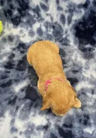 Ziggy CKC, a male Miniature Goldendoodle for sale in Bedford, IN – Photo 4 of 7