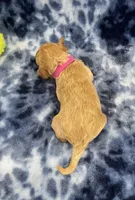 Ziggy CKC, a male Miniature Goldendoodle for sale in Bedford, IN – Photo 7 of 7