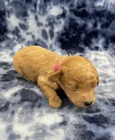 Ziggy CKC, a male Miniature Goldendoodle for sale in Bedford, IN – Photo 2 of 7