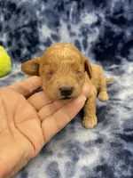 Ziggy CKC, a male Miniature Goldendoodle for sale in Bedford, IN – Photo 1 of 7