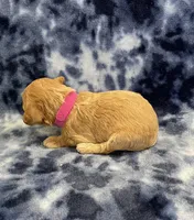 Ziggy CKC, a male Miniature Goldendoodle for sale in Bedford, IN – Photo 6 of 7