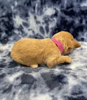 Ziggy CKC, a male Miniature Goldendoodle for sale in Bedford, IN – Photo 5 of 7