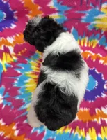 Archie CKC, a female Poodle - Toy  for sale in Bedford, IN – 3 of 6
