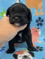 Lola CKC, a female Shihpoo for sale in Bedford, IN – 2 of 6