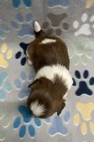 Harper CKC, a female Shih Tzu for sale in Bedford, IN – Photo 4 of 7