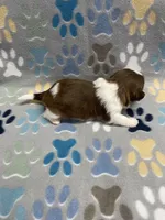 Harper CKC, a female Shih Tzu for sale in Bedford, IN – Photo 7 of 7