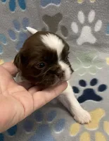 Harper CKC, a female Shih Tzu for sale in Bedford, IN – Photo 2 of 7