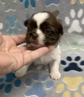 Harper CKC, a female Shih Tzu for sale in Bedford, IN – Photo 3 of 7