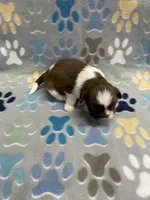 Harper CKC, a female Shih Tzu for sale in Bedford, IN – Photo 6 of 7