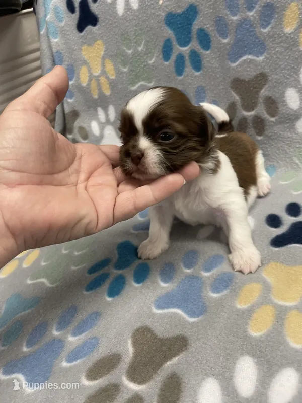 Harper CKC, a female Shih Tzu for sale in Bedford, IN – Photo 1 of 7