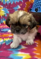 Otto CKC, a male Shih Tzu for sale in Bedford, IN – 6 of 6