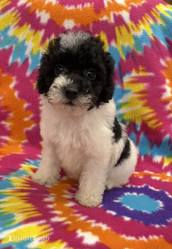 Archie CKC – Poodle - Toy  puppy for sale in Bedford, IN