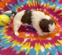 Demi CKC, a female Shih Tzu for sale in Bedford, IN – 5 of 6