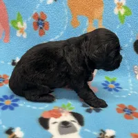Scout CKC, a male Shihpoo for sale in Bedford, IN – 4 of 6