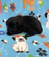 Scout CKC, a male Shihpoo for sale in Bedford, IN – 3 of 6