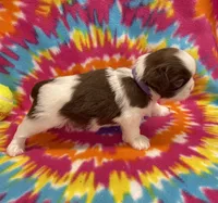 Bean CKC, a female Shih Tzu for sale in Bedford, IN – 6 of 8