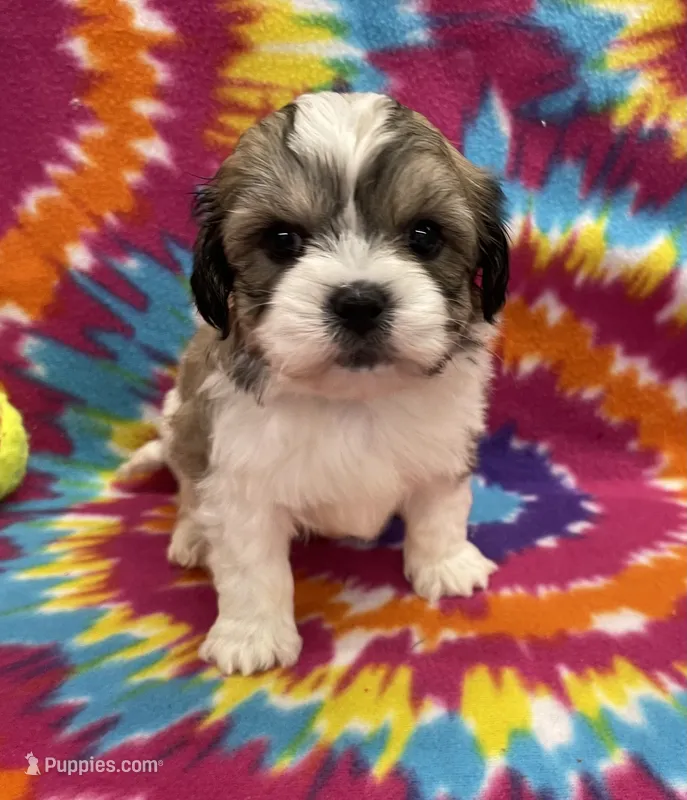 Peanut CKC – Shichon puppy for sale in Bedford, IN