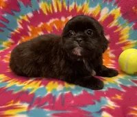 Cignetti CKC, a male Shihpoo for sale in Bedford, IN – Photo 3 of 7