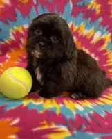 Cignetti CKC, a male Shihpoo for sale in Bedford, IN – Photo 5 of 7