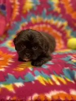 Cignetti CKC, a male Shihpoo for sale in Bedford, IN – Photo 7 of 7