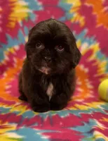 Cignetti CKC, a male Shihpoo for sale in Bedford, IN – Photo 2 of 7