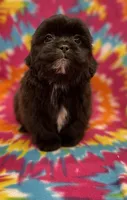 Cignetti CKC, a male Shihpoo for sale in Bedford, IN – Photo 1 of 7