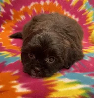 Cignetti CKC, a male Shihpoo for sale in Bedford, IN – Photo 6 of 7