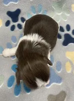Alfie CKC, a male Shih Tzu for sale in Bedford, IN – Photo 6 of 6