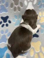 Alfie CKC, a male Shih Tzu for sale in Bedford, IN – Photo 4 of 6