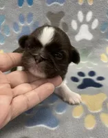 Alfie CKC, a male Shih Tzu for sale in Bedford, IN – Photo 1 of 6