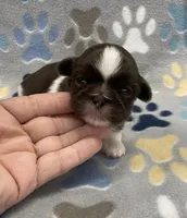 Alfie CKC, a male Shih Tzu for sale in Bedford, IN – Photo 2 of 6