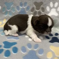 Alfie CKC, a male Shih Tzu for sale in Bedford, IN – Photo 5 of 6
