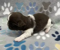Alfie CKC, a male Shih Tzu for sale in Bedford, IN – Photo 3 of 6
