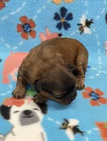 Rilee CKC, a female Shihpoo for sale in Bedford, IN – 3 of 6