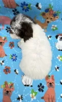 Molly CKC, a female Poodle - Toy  for sale in Bedford, IN – 3 of 3