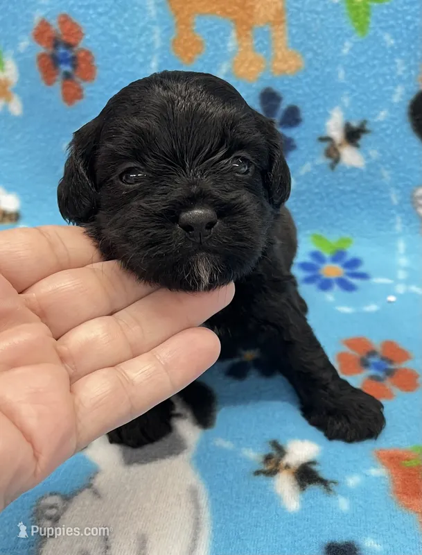 Scout CKC – Shihpoo puppy for sale in Bedford, IN