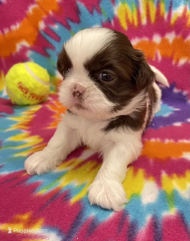 Bean CKC – Shih Tzu puppy for sale in Bedford, IN