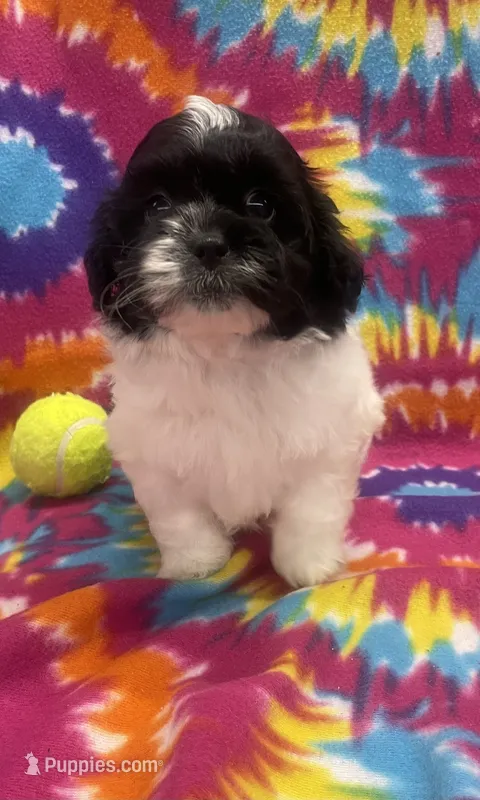 Arlo CKC – Shichon puppy for sale in Bedford, IN