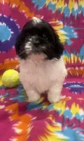 Arlo CKC, a male Shichon for sale in Bedford, IN – 1 of 9