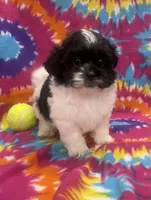 Arlo CKC, a male Shichon for sale in Bedford, IN – 2 of 9