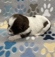 Buzz CKC, a male Shih Tzu for sale in Bedford, IN – Photo 4 of 7