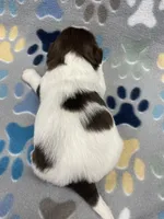 Buzz CKC, a male Shih Tzu for sale in Bedford, IN – Photo 7 of 7
