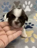Buzz CKC, a male Shih Tzu for sale in Bedford, IN – Photo 2 of 7