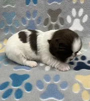 Buzz CKC, a male Shih Tzu for sale in Bedford, IN – Photo 5 of 7