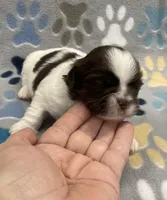 Buzz CKC, a male Shih Tzu for sale in Bedford, IN – Photo 1 of 7
